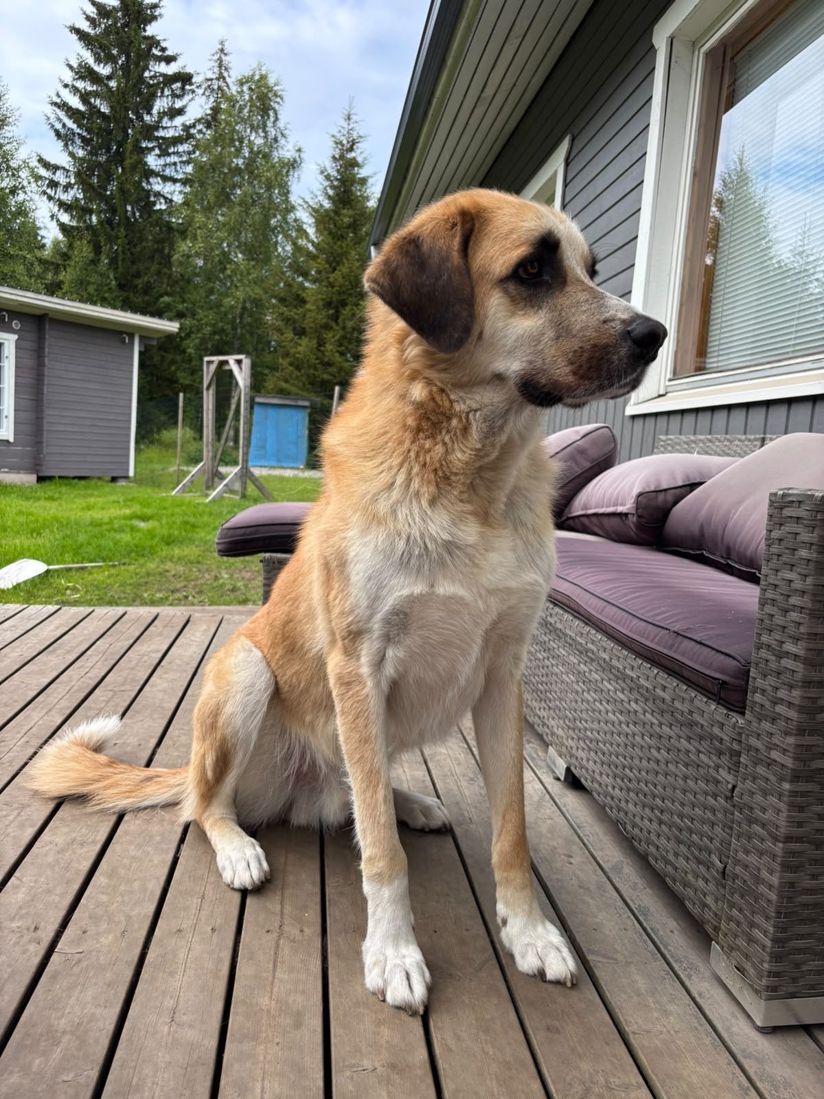 Albo (Suomessa)