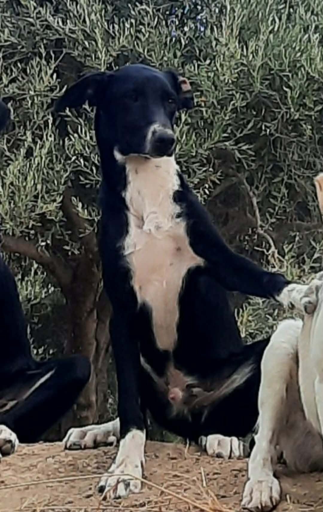 Mesi