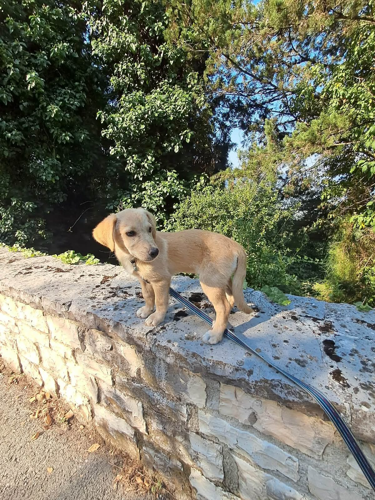 Mimi