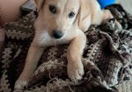 Mimi