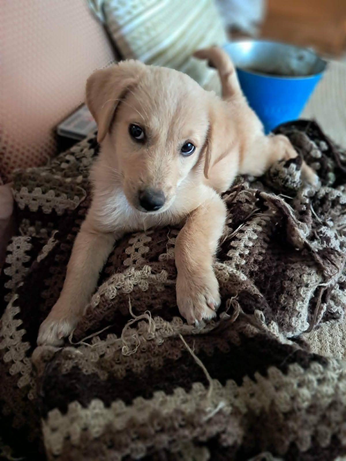 Mimi