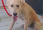 Santos