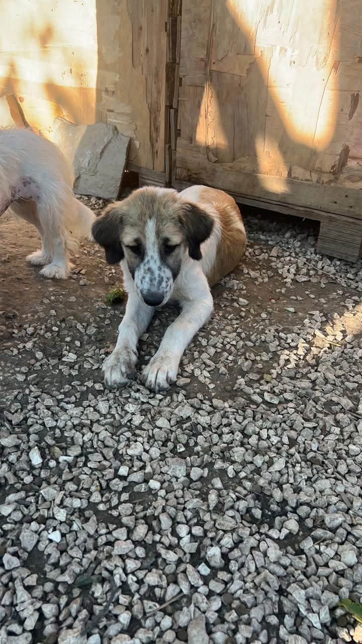 Artemis