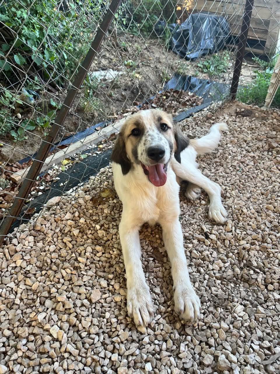 Artemis