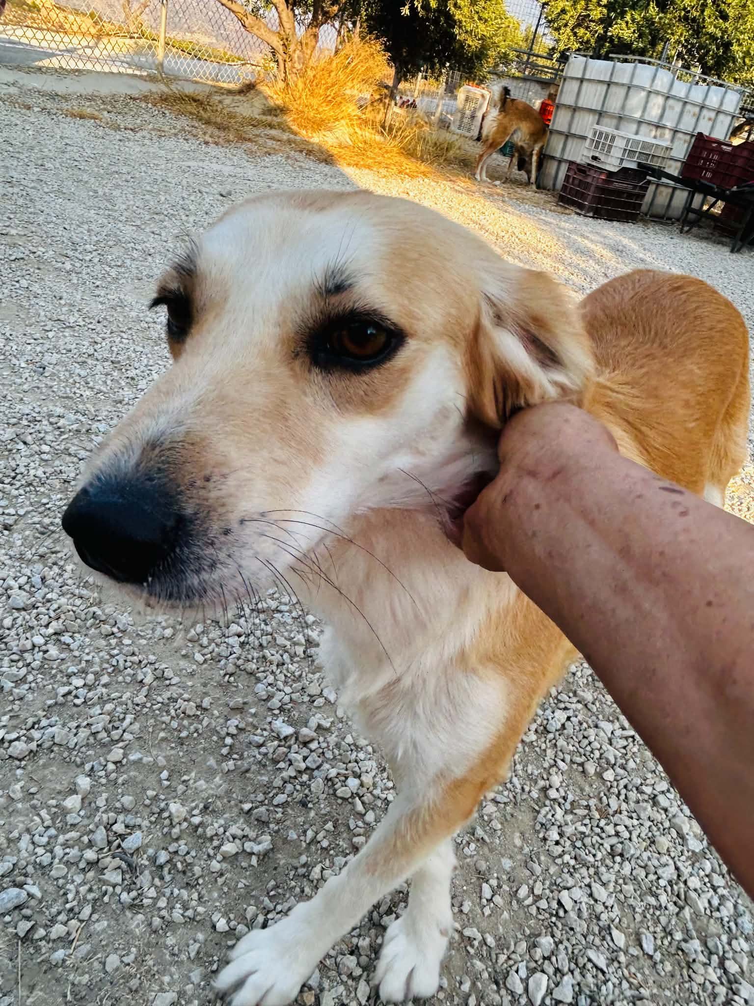 Simka