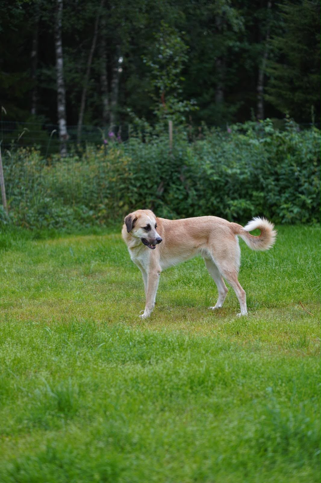 Albo (Suomessa)