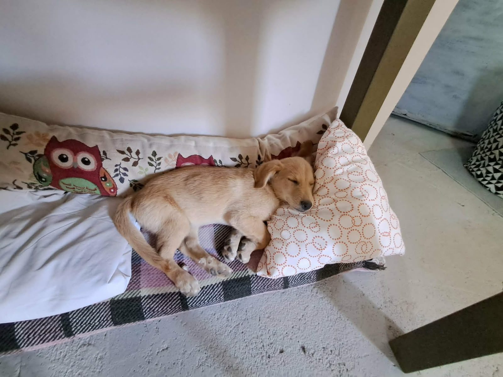 Mimi
