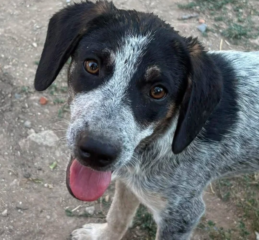 Dot
