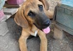 Lalo