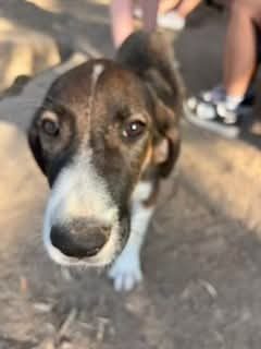 Elliot