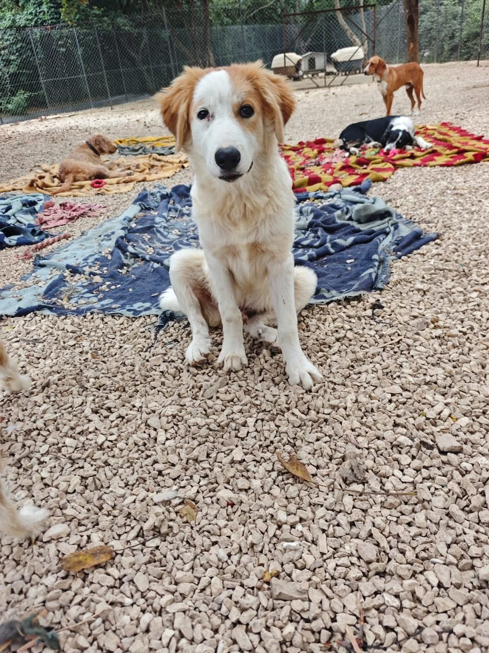Nolan