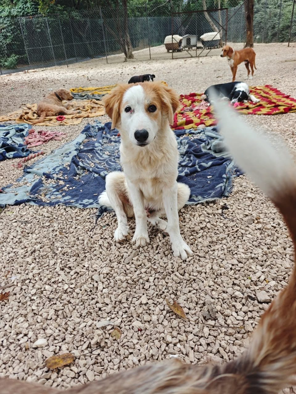 Nolan