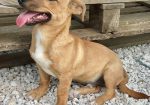 Otto