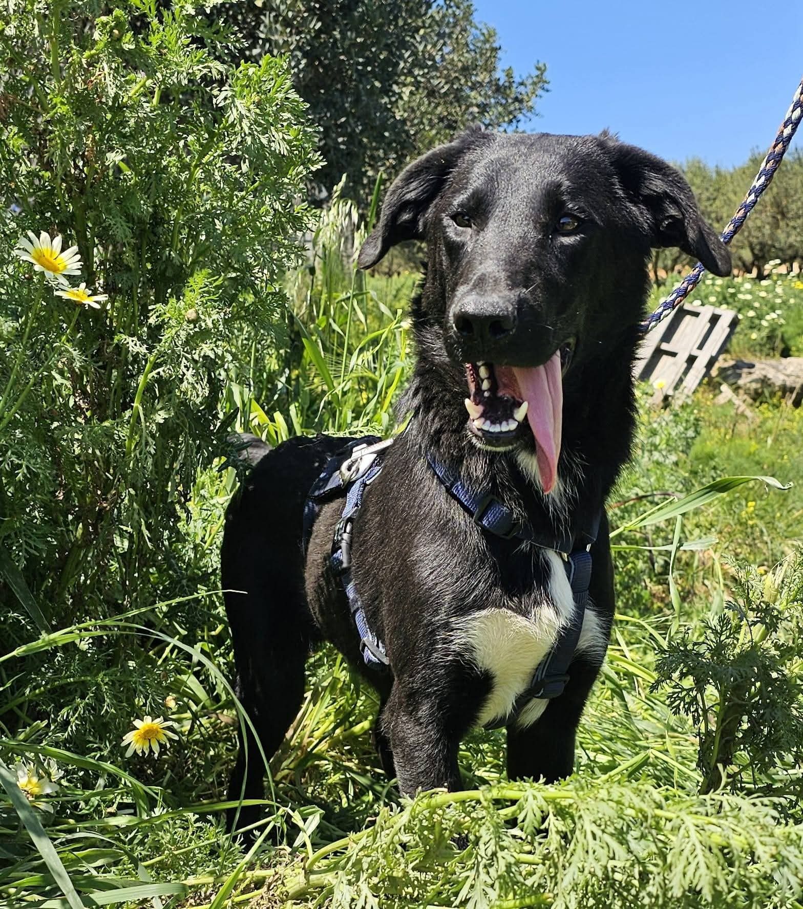 Benito