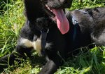 Benito