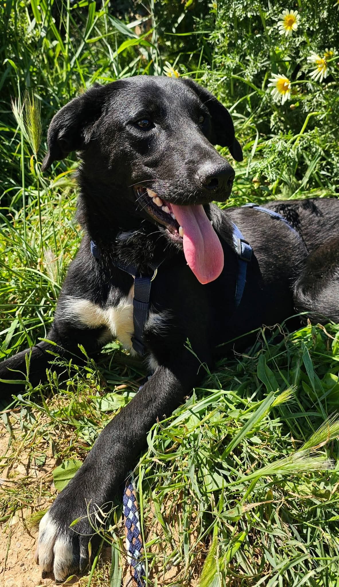 Benito