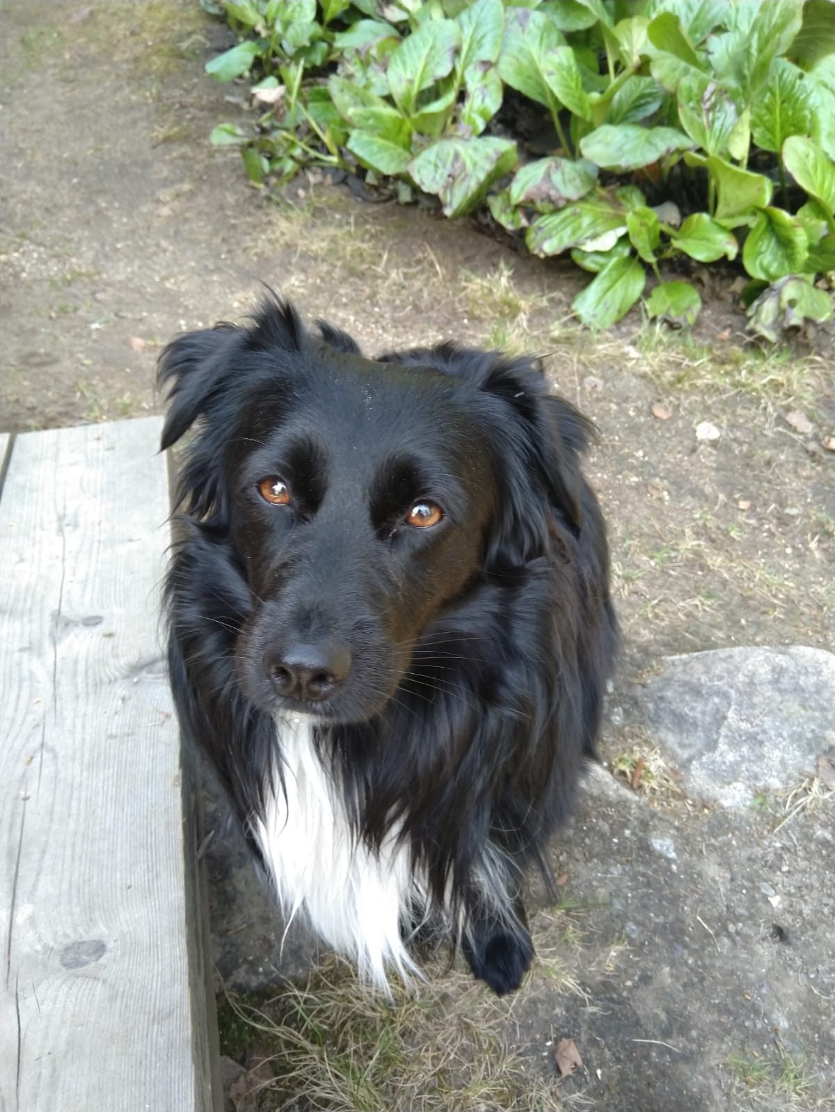 Aatu (Suomessa)