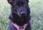 Nyla (Suomessa)