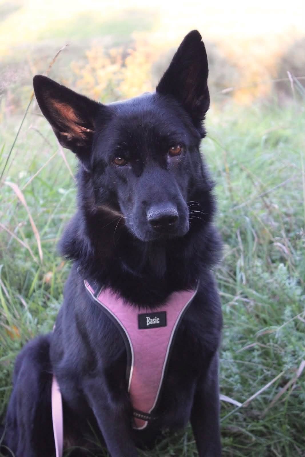 Nyla (Suomessa)
