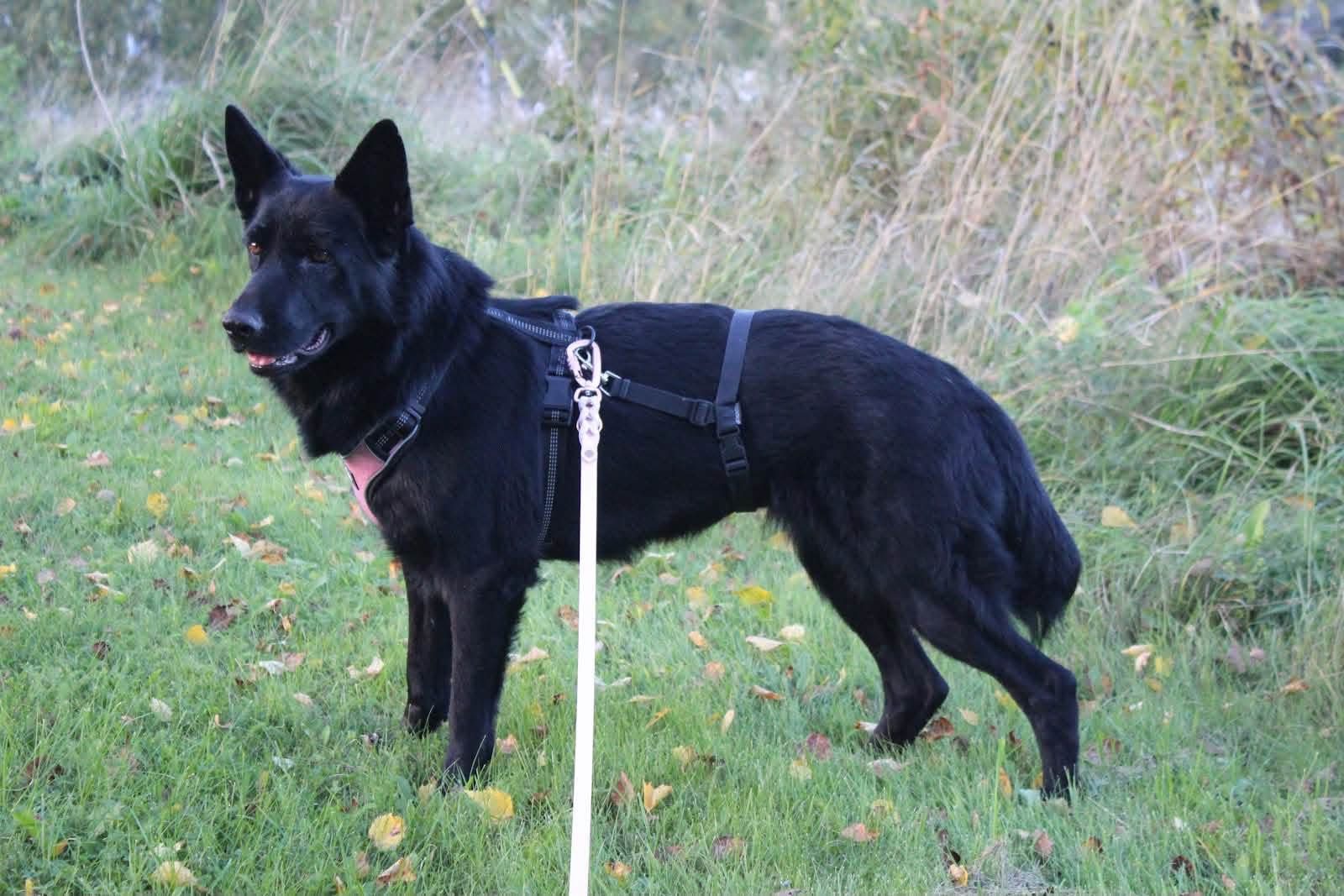 Nyla (Suomessa)