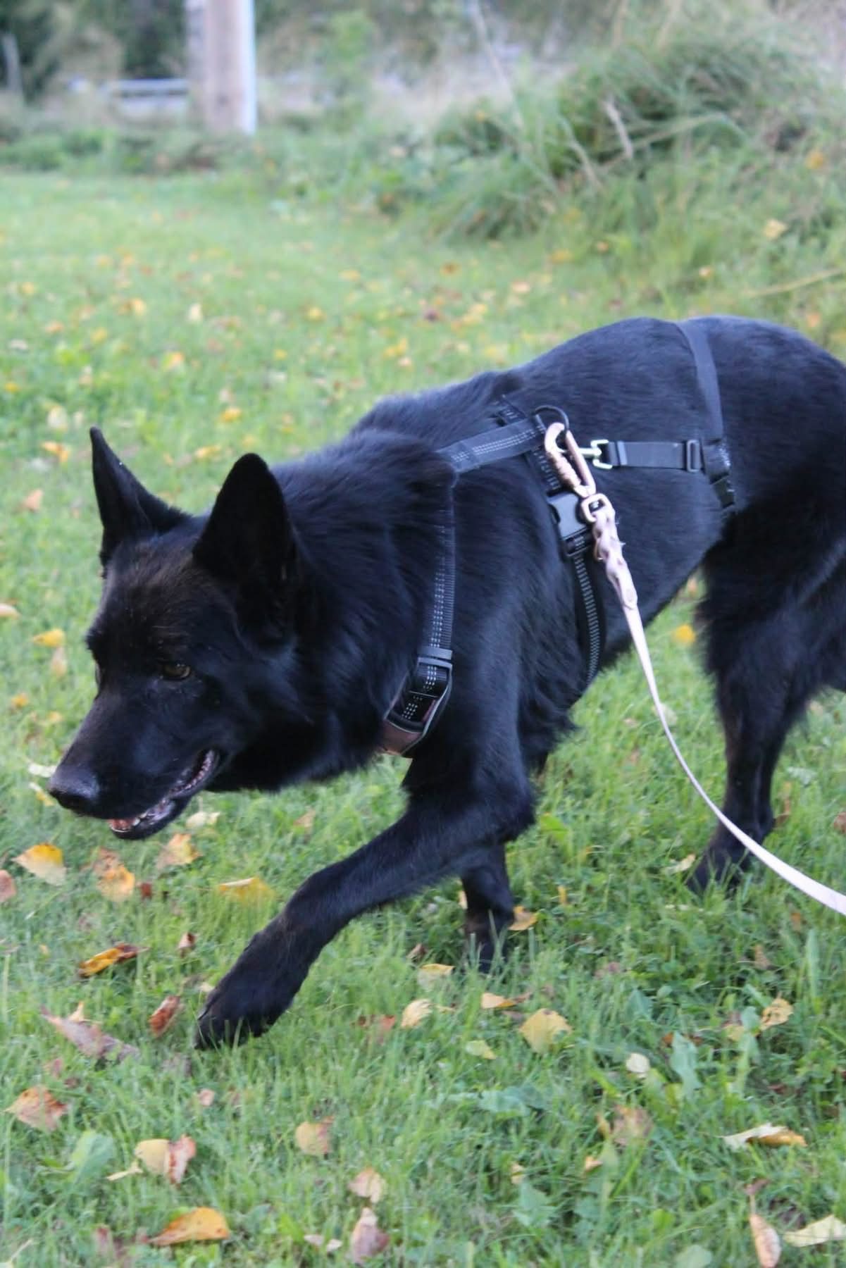 Nyla (Suomessa)