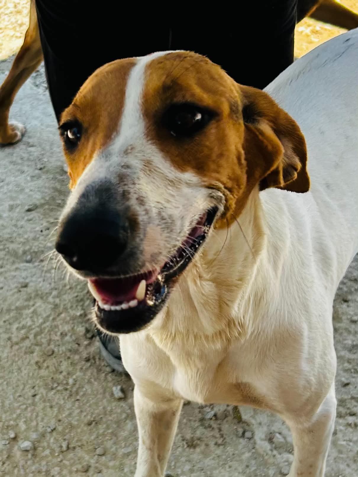 Maggie