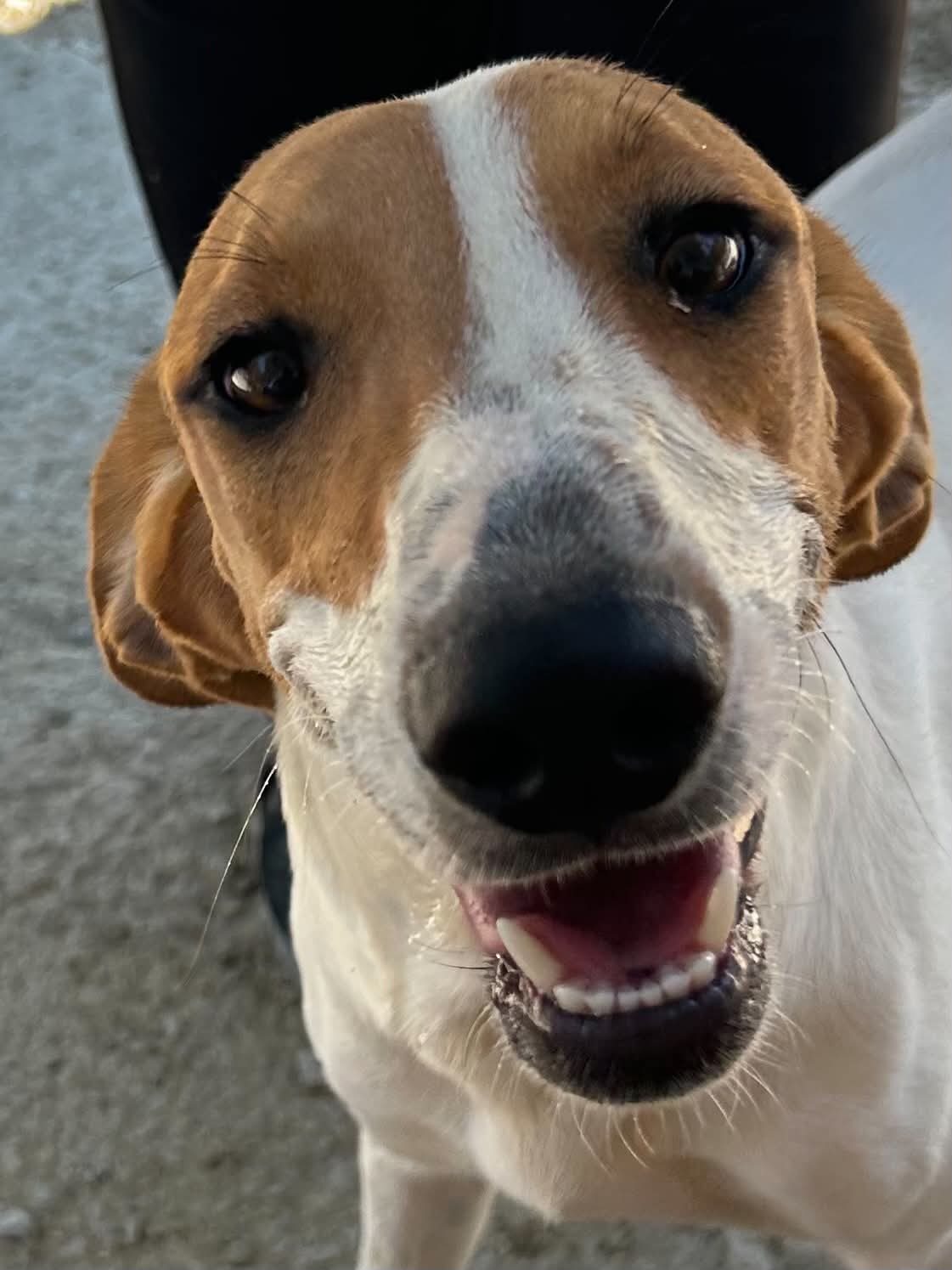 Maggie
