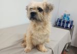 Ollie
