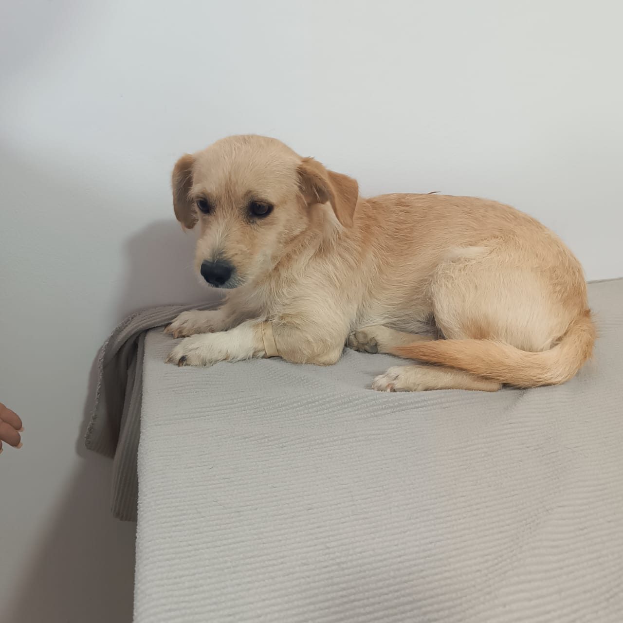 Leo