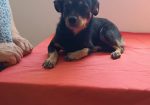 Roxy