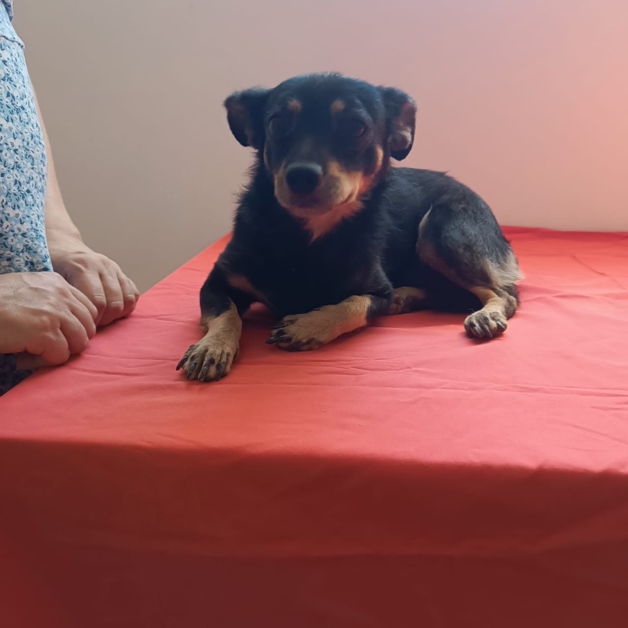 Roxy