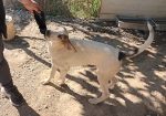 Pepito