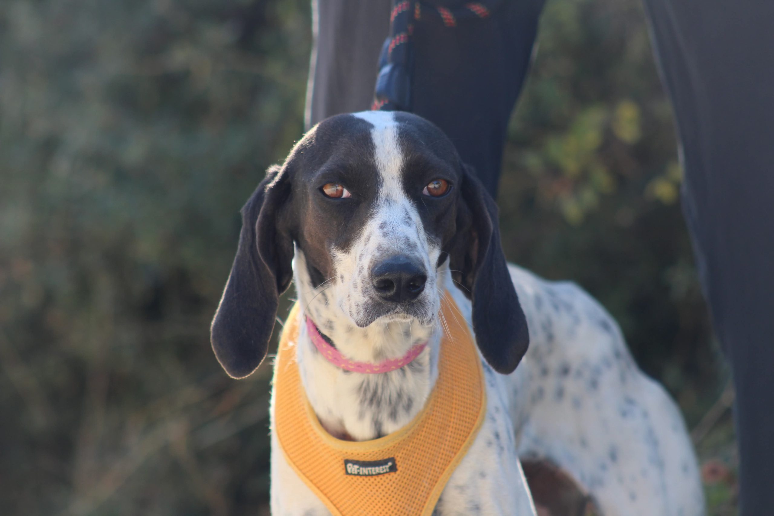 Leni
