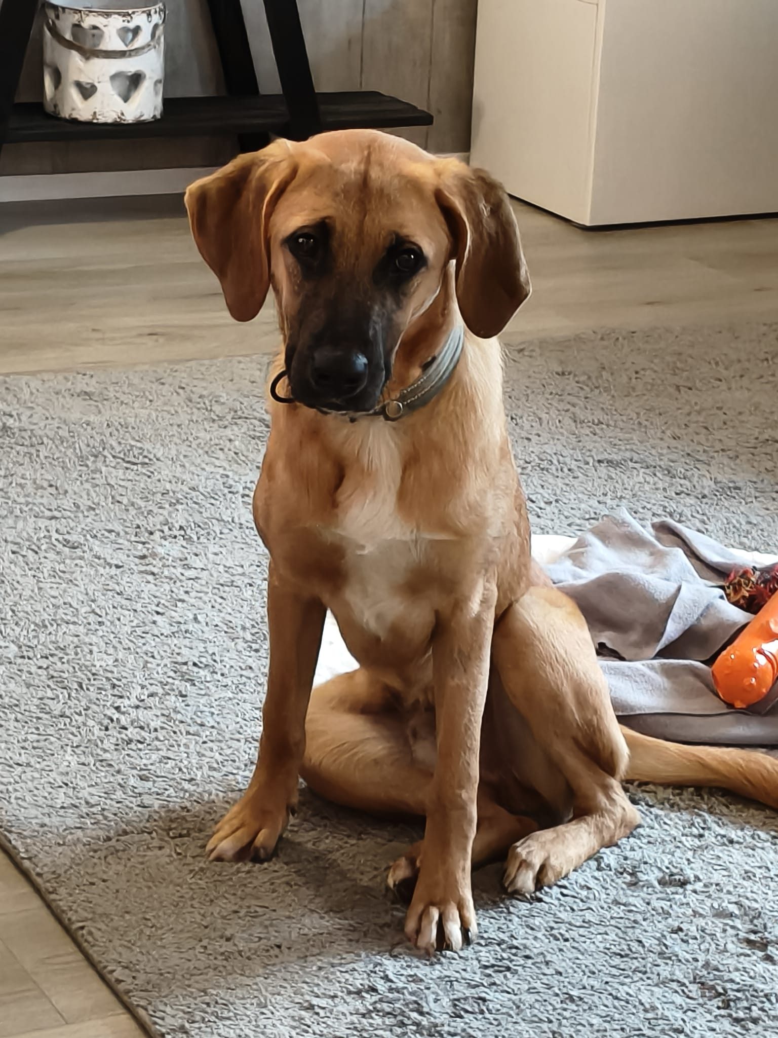 Lalo  (Suomessa)
