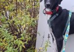 Diego  (Suomessa)