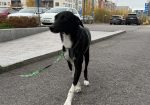 Diego  (Suomessa)
