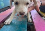 Lili