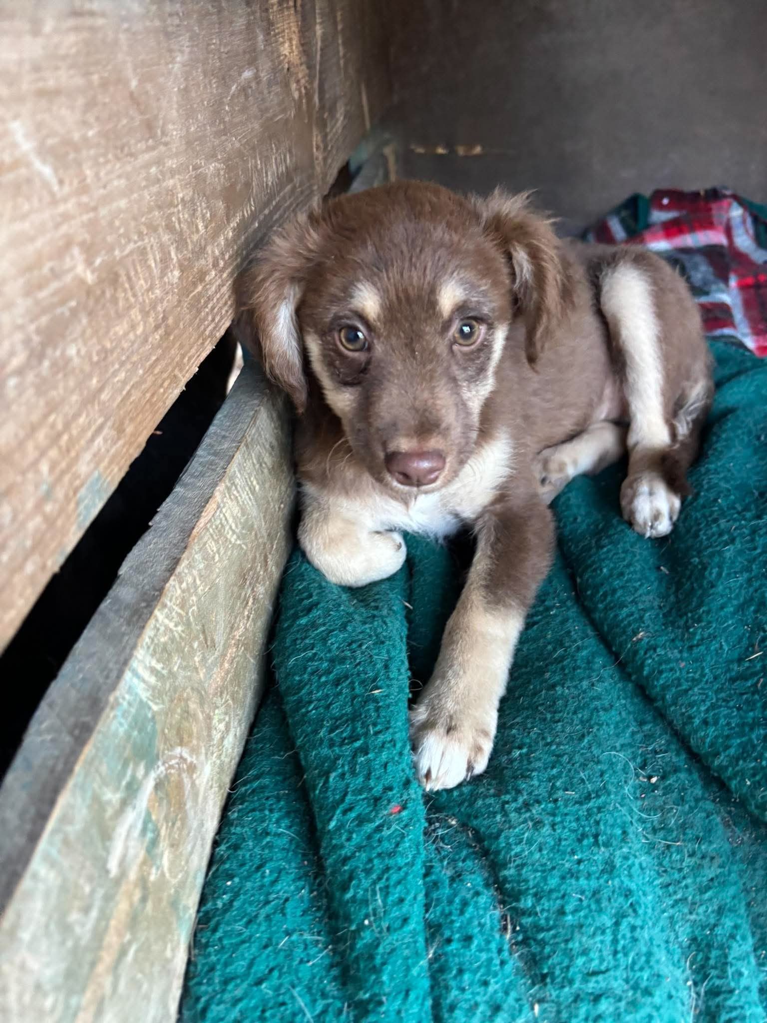 Frida