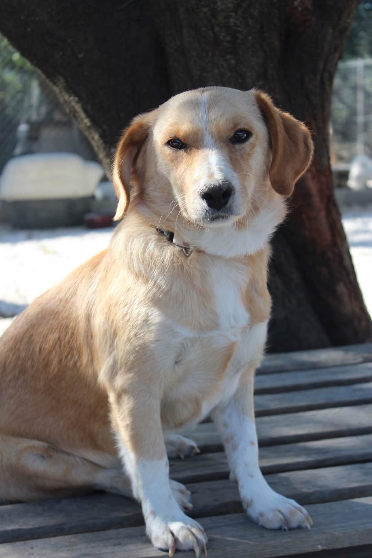 Sofi
