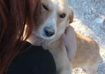 Sofi