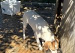 Milou