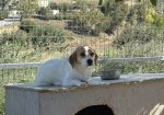Milou