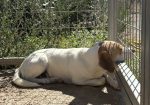 Milou