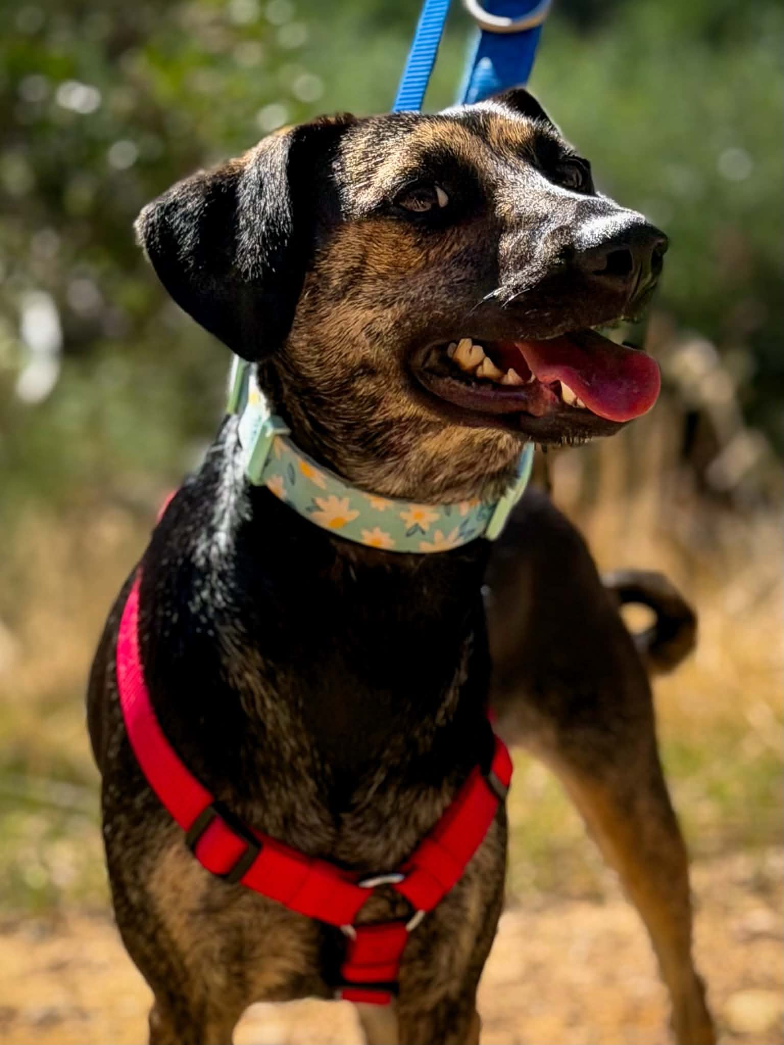 Hera (2)