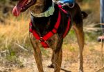 Hera (2)