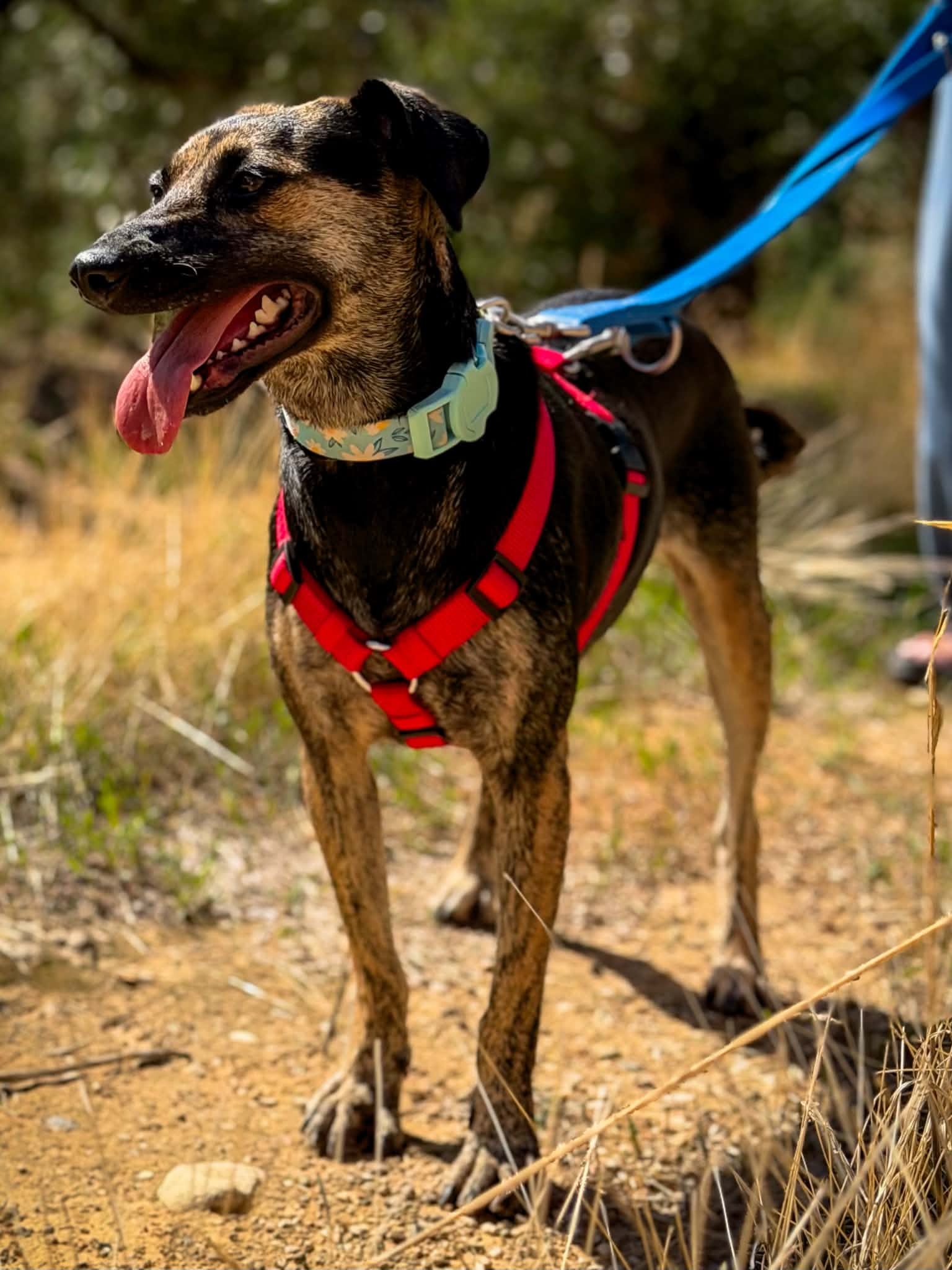 Hera (2)
